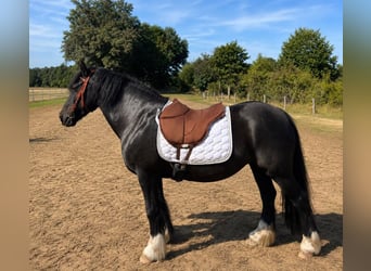 Tinker, Jument, 12 Ans, 141 cm, Noir