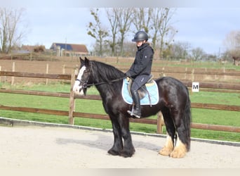 Tinker, Jument, 12 Ans, 142 cm, Noir