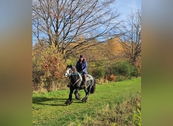 Tinker, Jument, 12 Ans, 145 cm, Noir