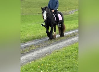 Tinker, Jument, 12 Ans, 146 cm, Noir