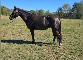 Tinker Croisé, Jument, 12 Ans, 152 cm, Noir