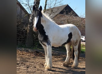 Tinker, Jument, 12 Ans, 152 cm, Pinto