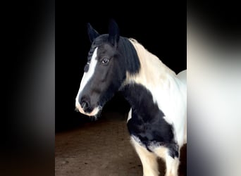 Tinker, Jument, 12 Ans, 152 cm, Pinto