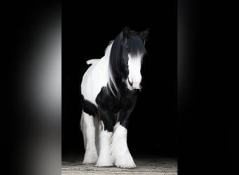 Tinker, Jument, 13 Ans, 147 cm, Pinto