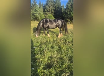 Tinker, Jument, 13 Ans, 148 cm, Bai brun foncé