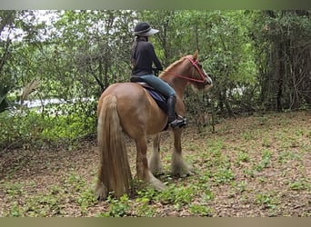 Tinker, Jument, 13 Ans, 150 cm, Alezan brûlé