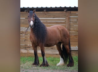 Tinker, Jument, 13 Ans, 155 cm, Bai