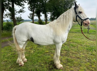 Tinker, Jument, 14 Ans, 146 cm, Pinto