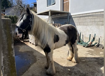 Tinker, Jument, 14 Ans, 150 cm, Pinto
