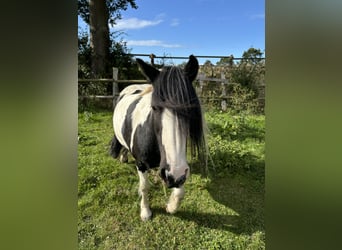 Tinker Croisé, Jument, 15 Ans, 134 cm, Pinto