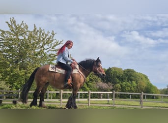 Tinker, Jument, 15 Ans, 142 cm, Bai