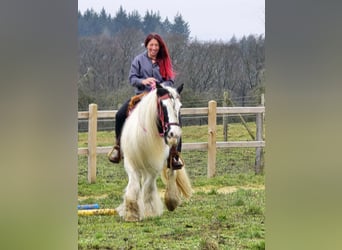 Tinker, Jument, 15 Ans, 146 cm, Pinto