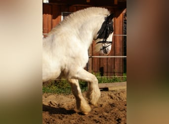 Tinker, Jument, 15 Ans, 147 cm, Pinto