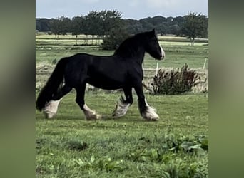 Tinker, Jument, 16 Ans, 142 cm, Noir
