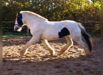 Tinker, Jument, 16 Ans, 147 cm, Pinto