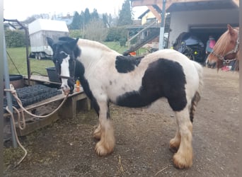 Tinker, Jument, 17 Ans, 125 cm, Pinto