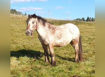 Tinker, Jument, 18 Ans, 128 cm, Léopard