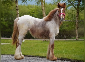 Tinker, Jument, 1 Année, 150 cm, Rouan Rouge