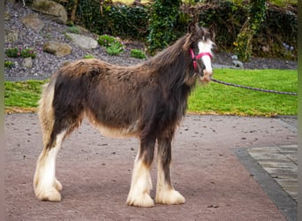 Tinker, Jument, 1 Année, 151 cm