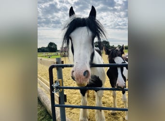 Tinker, Jument, 1 Année, Pinto