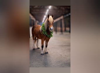 Tinker Croisé, Jument, 2 Ans, 142 cm, Tobiano-toutes couleurs