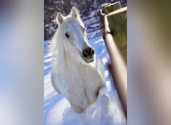 Tinker, Jument, 2 Ans, Buckskin