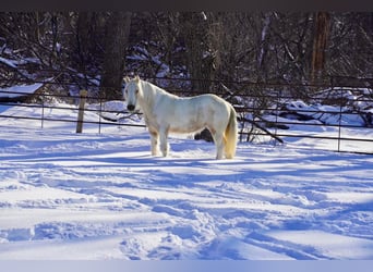 Tinker, Jument, 2 Ans, Buckskin