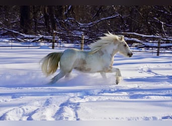 Tinker, Jument, 2 Ans, Buckskin