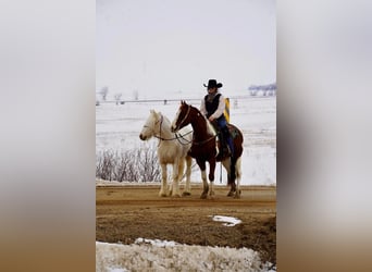 Tinker, Jument, 2 Ans, Buckskin