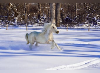 Tinker, Jument, 2 Ans, Buckskin