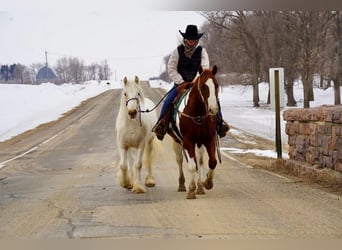 Tinker, Jument, 2 Ans, Buckskin