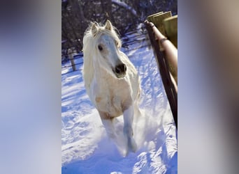 Tinker, Jument, 2 Ans, Buckskin