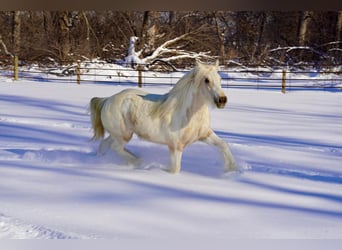 Tinker, Jument, 2 Ans, Buckskin