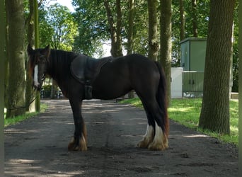 Tinker, Jument, 3 Ans, 134 cm, Bai