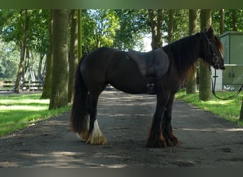 Tinker, Jument, 3 Ans, 134 cm, Bai