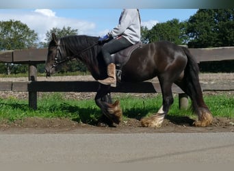 Tinker, Jument, 3 Ans, 134 cm, Bai
