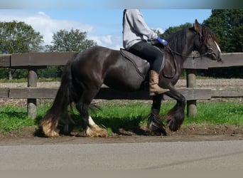 Tinker, Jument, 3 Ans, 134 cm, Bai
