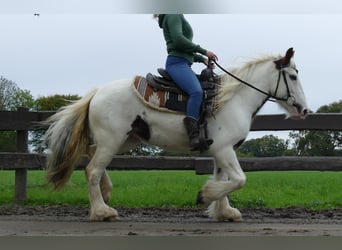Tinker, Jument, 3 Ans, 137 cm, Pinto
