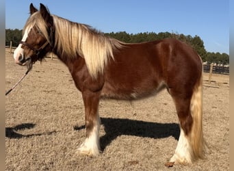 Tinker, Jument, 3 Ans, 140 cm, Alezan brûlé