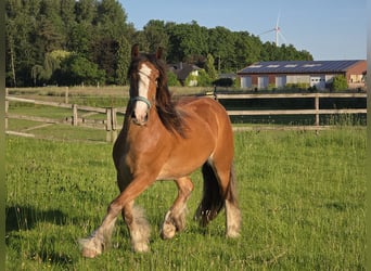 Tinker, Jument, 3 Ans, 140 cm, Bai