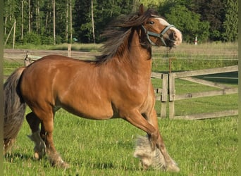 Tinker, Jument, 3 Ans, 140 cm, Bai
