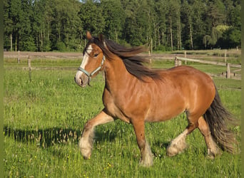 Tinker, Jument, 3 Ans, 140 cm, Bai