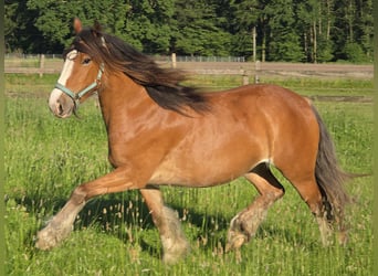Tinker, Jument, 3 Ans, 140 cm, Bai