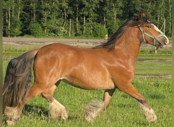 Tinker, Jument, 3 Ans, 140 cm, Bai