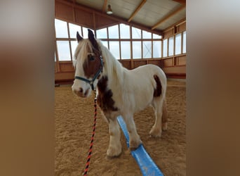 Tinker, Jument, 3 Ans, 145 cm, Pinto