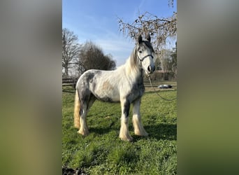 Tinker, Jument, 3 Ans, 145 cm, Pinto