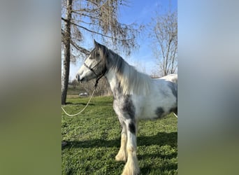 Tinker, Jument, 3 Ans, 145 cm, Pinto