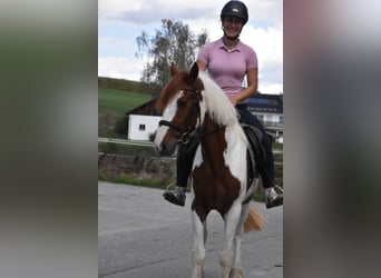 Tinker, Jument, 3 Ans, 147 cm, Pinto