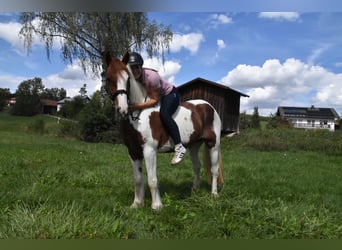 Tinker, Jument, 3 Ans, 147 cm, Pinto