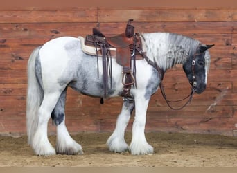 Tinker, Jument, 3 Ans, 147 cm, Pinto